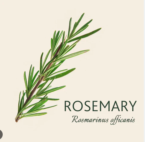 Aromatic Rosemary